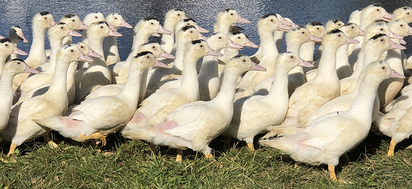 MOULARD DUCKS